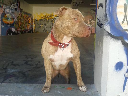 AMERICAN RED NOSE